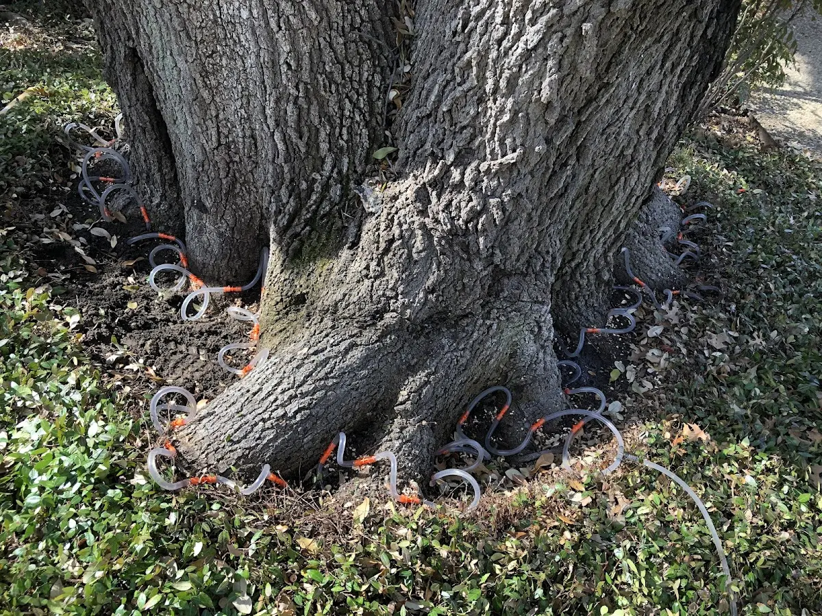 Detailed Tree Cabling and Bracing job site in South Richmond Hill