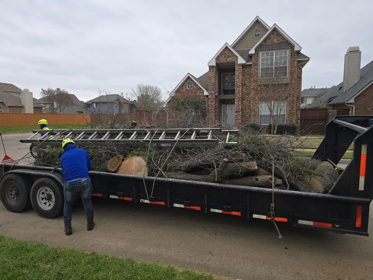 Expert Deadwooding with proper safety equipment in South Richmond Hill